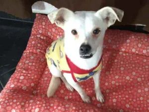 Cachorro raça  idade 2 anos nome Alice 