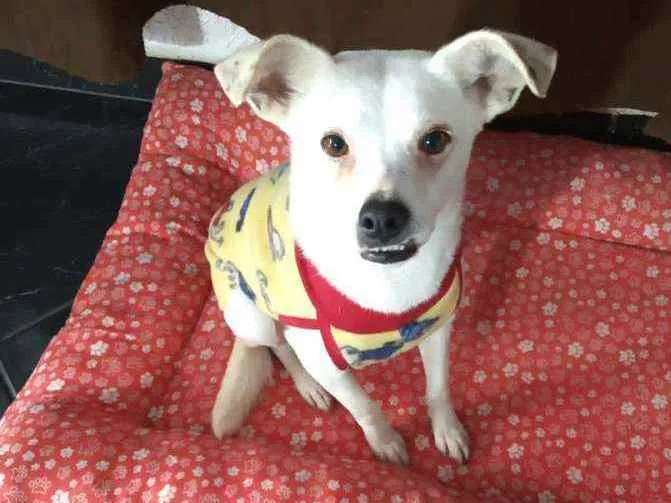 Cachorro raça  idade 2 anos nome Alice 