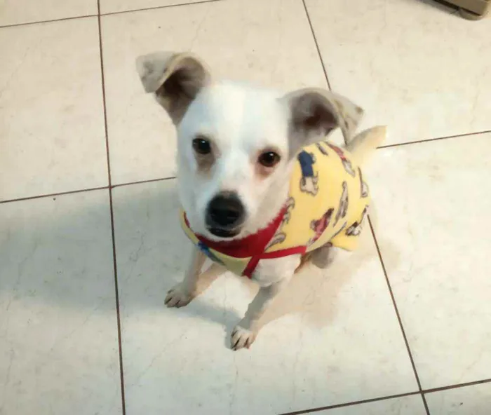 Cachorro raça  idade 2 anos nome Alice 