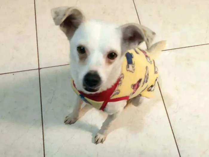 Cachorro raça  idade 2 anos nome Alice 