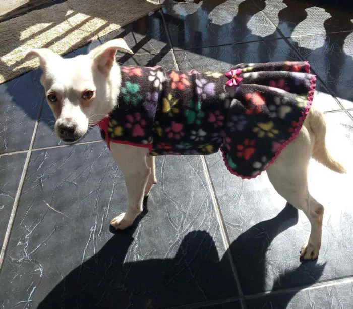 Cachorro raça  idade 2 anos nome Alice 