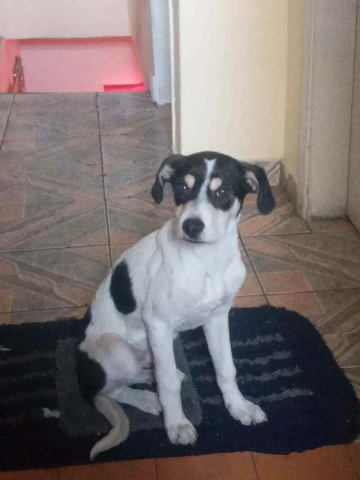 Cachorro raça Vira lata  idade 2 a 6 meses nome Bob