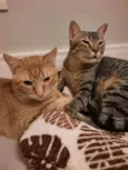 Zen e Garfield