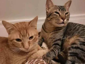 Gato raça S.R.D. idade 1 ano nome Zen e Garfield