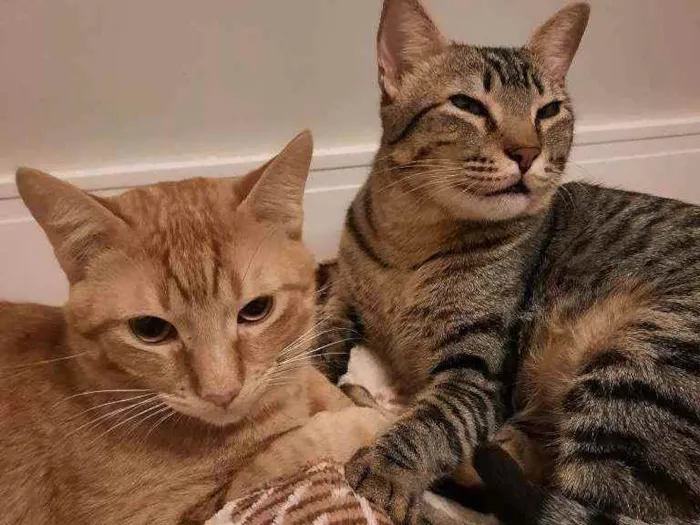 Gato ra a S.R.D. idade 1 ano nome Zen e Garfield