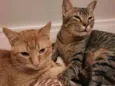 Zen e Garfield
