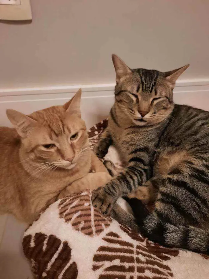 Gato ra a S.R.D. idade 1 ano nome Zen e Garfield