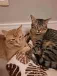 Zen e Garfield