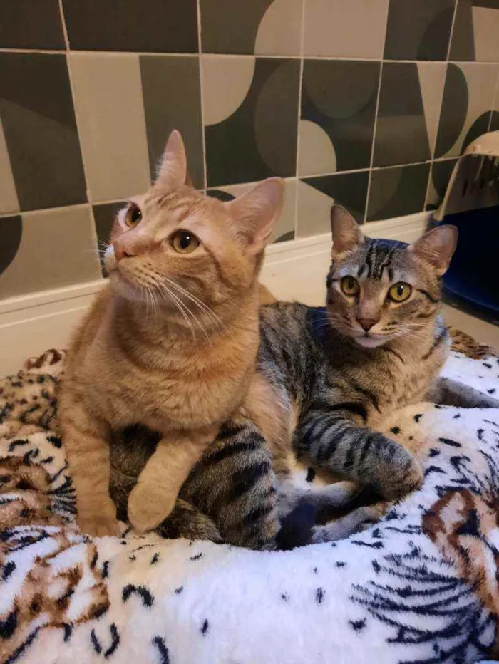Gato ra a S.R.D. idade 1 ano nome Zen e Garfield
