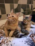 Zen e Garfield