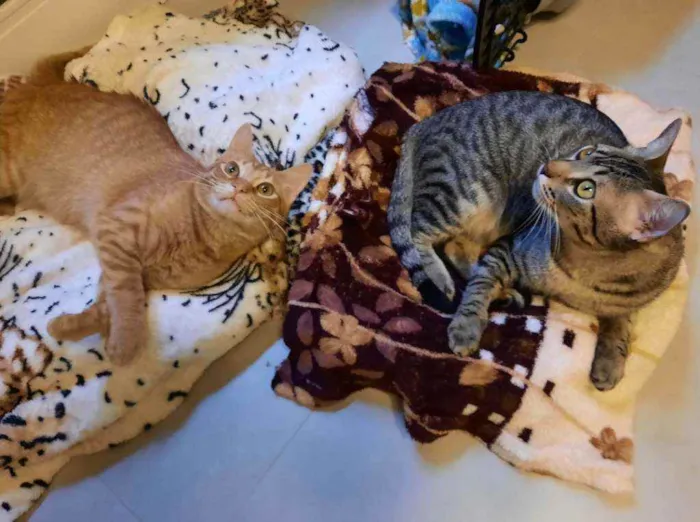 Gato ra a S.R.D. idade 1 ano nome Zen e Garfield