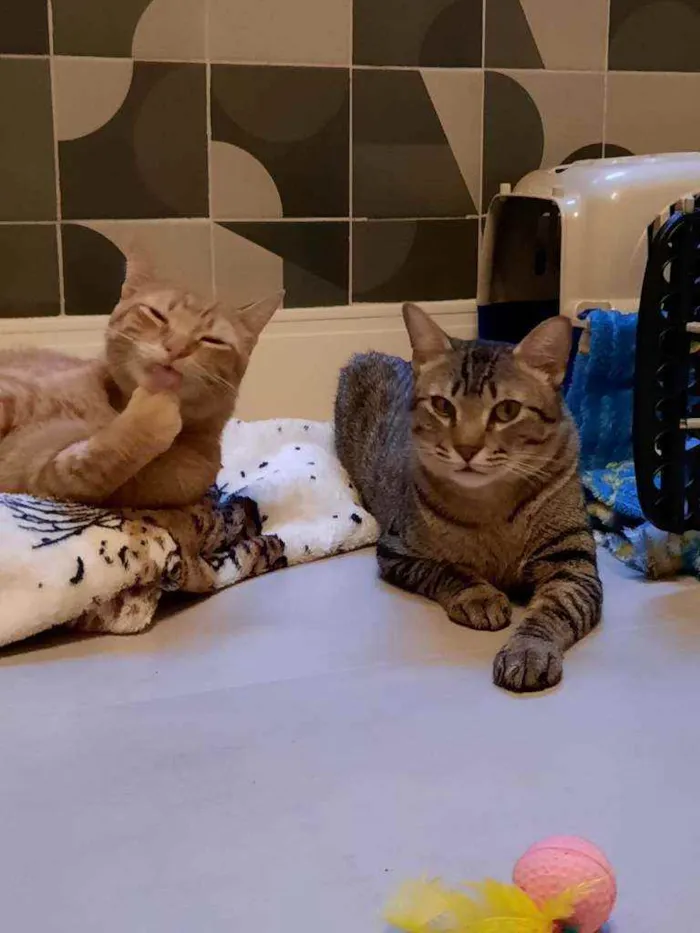 Gato ra a S.R.D. idade 1 ano nome Zen e Garfield