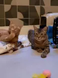 Zen e Garfield