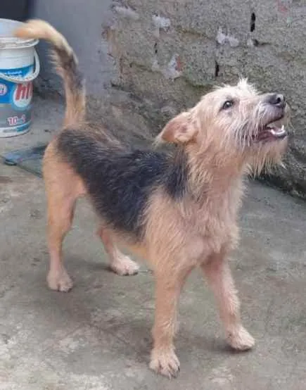 Cachorro ra a SRD idade 4 anos nome Toco