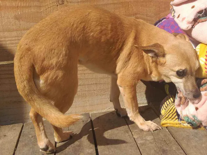 Cachorro raça SRD idade 6 ou mais anos nome Pequena 
