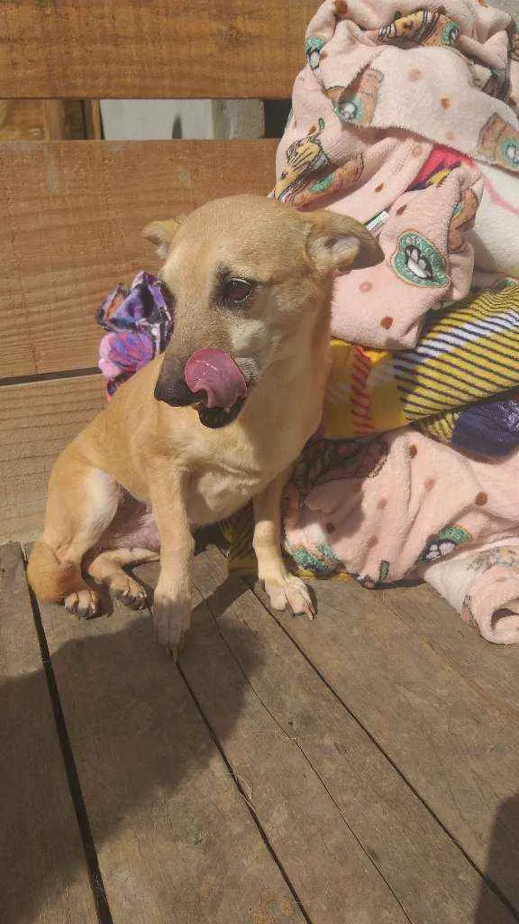 Cachorro raça SRD idade 6 ou mais anos nome Pequena 