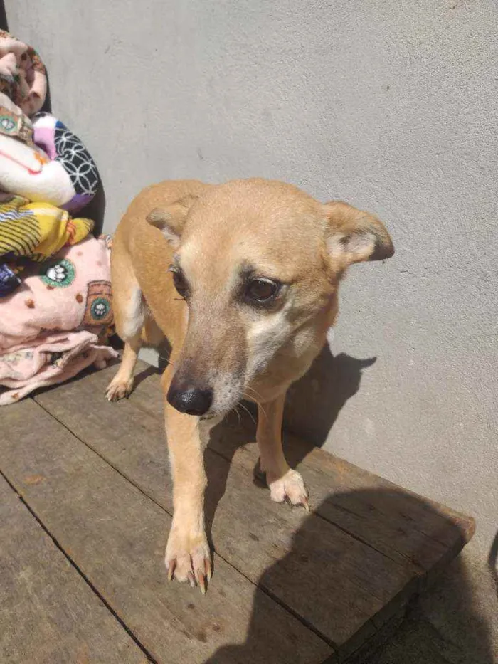 Cachorro raça SRD idade 6 ou mais anos nome Pequena 