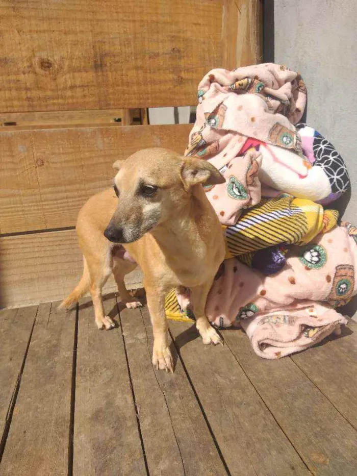 Cachorro raça SRD idade 6 ou mais anos nome Pequena 