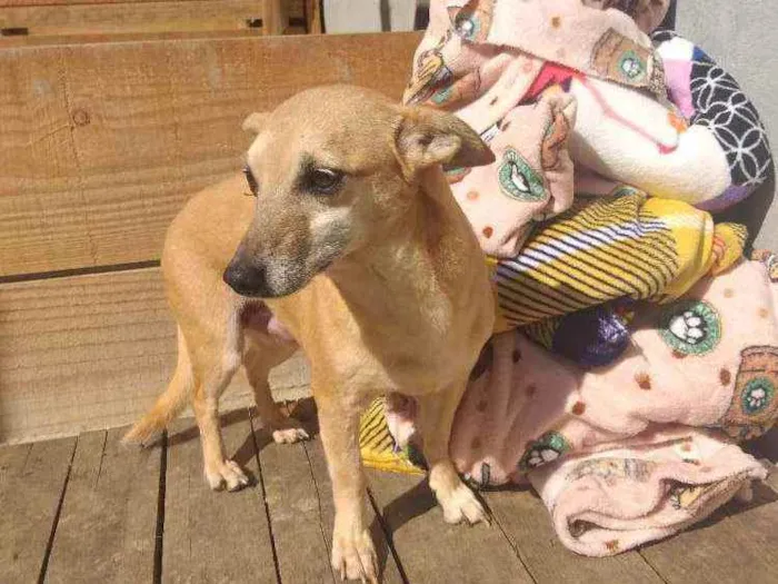 Cachorro raça SRD idade 6 ou mais anos nome Pequena 