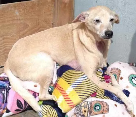 Cachorro ra a SRD idade 6 ou mais anos nome Dumbo