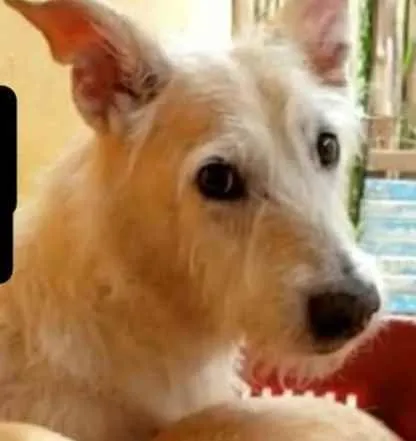 Cachorro ra a SRD idade 6 ou mais anos nome Pequeno