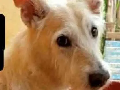 Cachorro ra a SRD idade 6 ou mais anos nome Pequeno