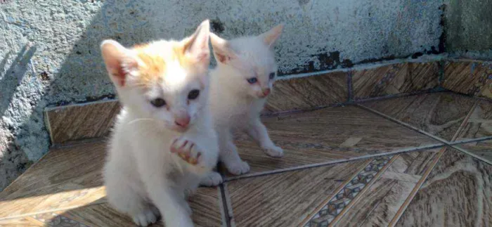 Gato ra a Misturado idade Abaixo de 2 meses nome Lola,ioda,nina