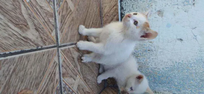 Gato ra a Misturado idade Abaixo de 2 meses nome Lola,ioda,nina