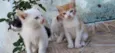 Lola,ioda,nina