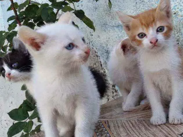 Gato ra a Misturado idade Abaixo de 2 meses nome Lola,ioda,nina