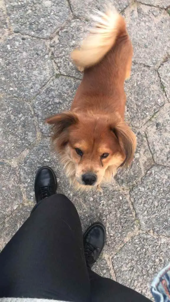Cachorro ra a  idade 1 ano nome Não sei 