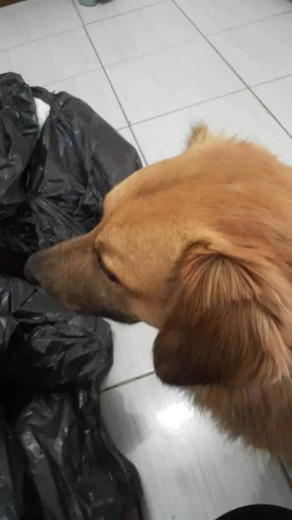 Cachorro ra a  idade 1 ano nome Não sei 