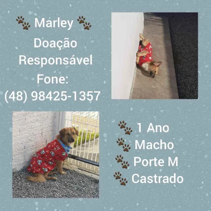 Cachorro ra a  idade 1 ano nome Não sei 