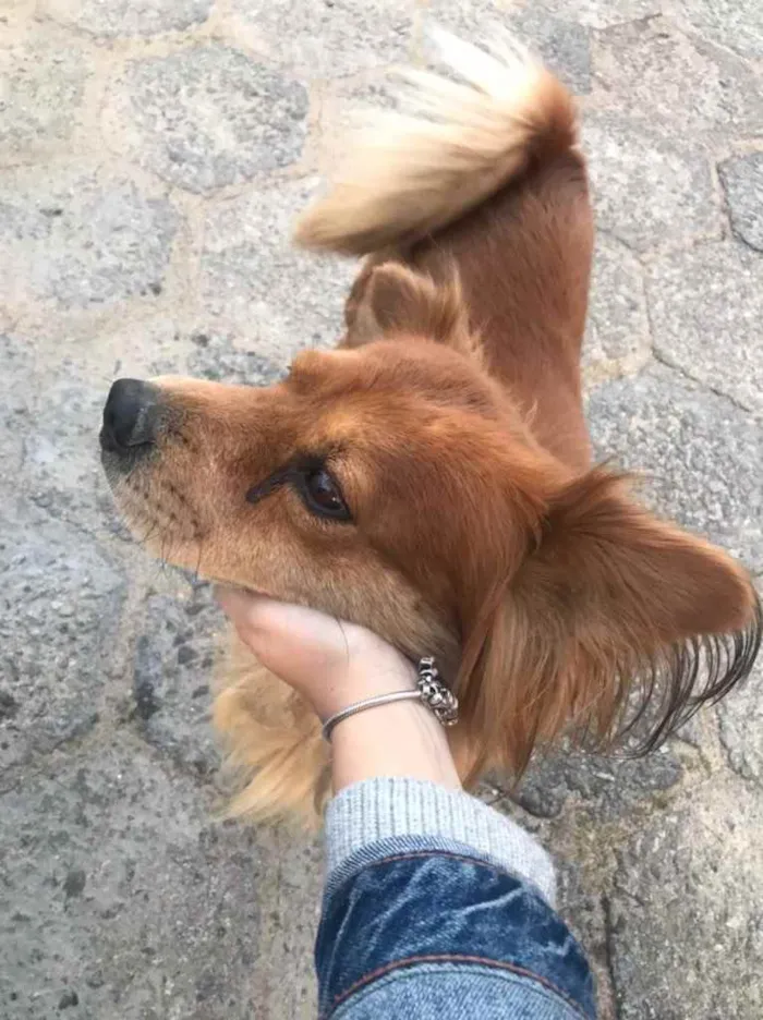 Cachorro ra a  idade 1 ano nome Não sei 