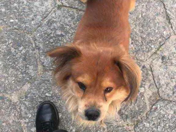Cachorro ra a  idade 1 ano nome Não sei 