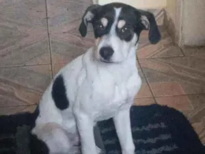 Cachorro raça Vira lata  idade 2 a 6 meses nome Bob