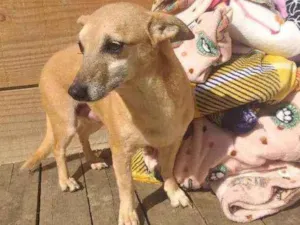 Cachorro raça SRD idade 6 ou mais anos nome Pequena 