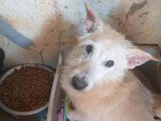 Cachorro ra a SRD idade 6 ou mais anos nome Pequeno