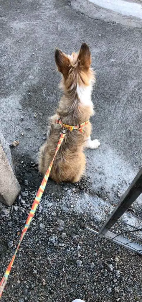 Cachorro ra a  idade 7 a 11 meses nome Não sei 