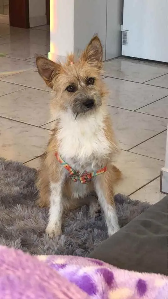 Cachorro ra a  idade 7 a 11 meses nome Não sei 