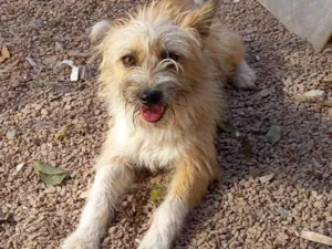 Cachorro raça  idade 7 a 11 meses nome Não sei 