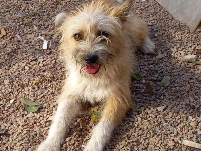 Cachorro ra a  idade 7 a 11 meses nome Não sei 