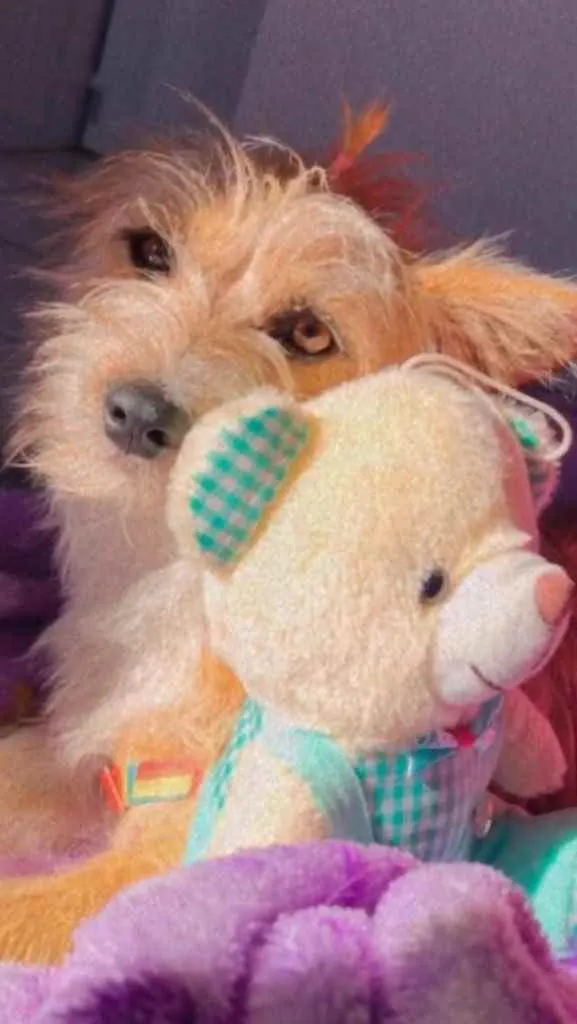 Cachorro ra a  idade 7 a 11 meses nome Não sei 