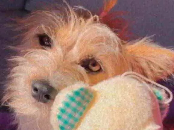 Cachorro ra a  idade 7 a 11 meses nome Não sei 