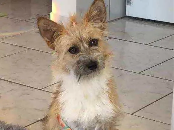 Cachorro ra a  idade 7 a 11 meses nome Não sei 
