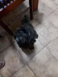 Cachorro raça SRD  idade 1 ano nome Sem Nome