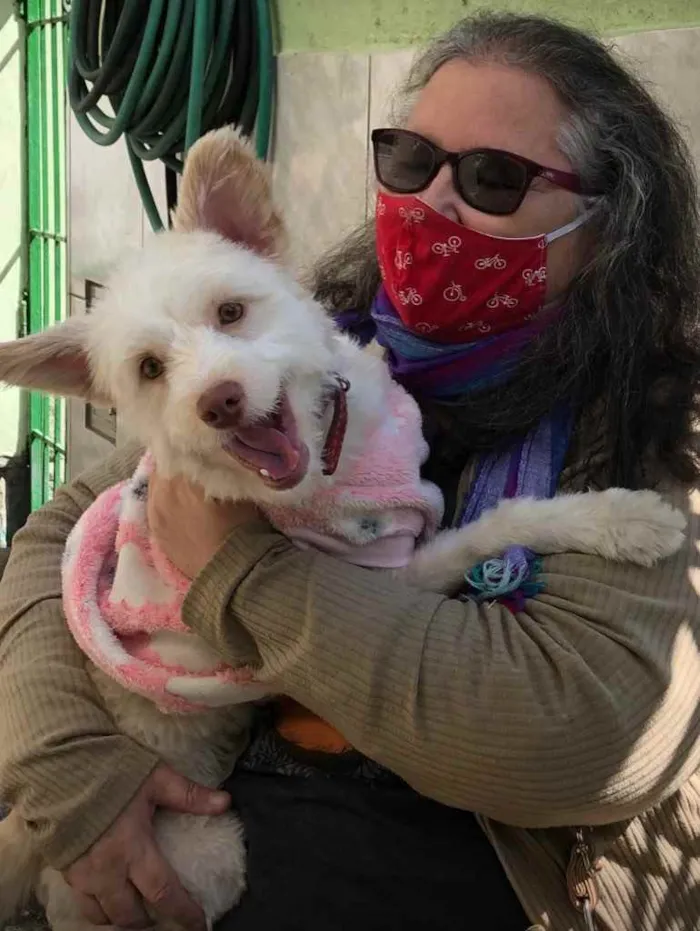 Cachorro ra a indefinida idade 7 a 11 meses nome Malu