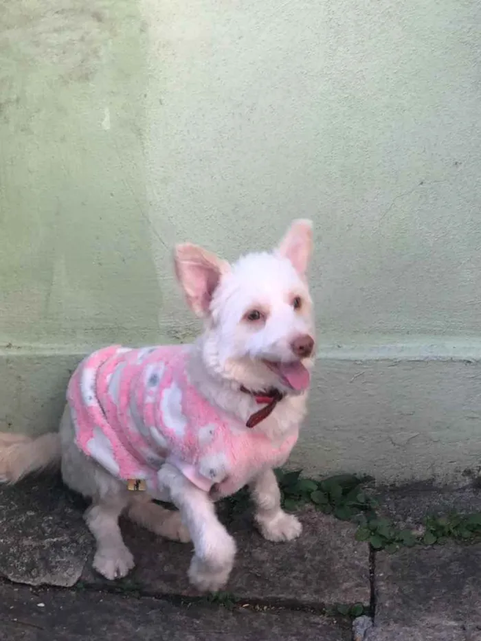 Cachorro ra a indefinida idade 7 a 11 meses nome Malu