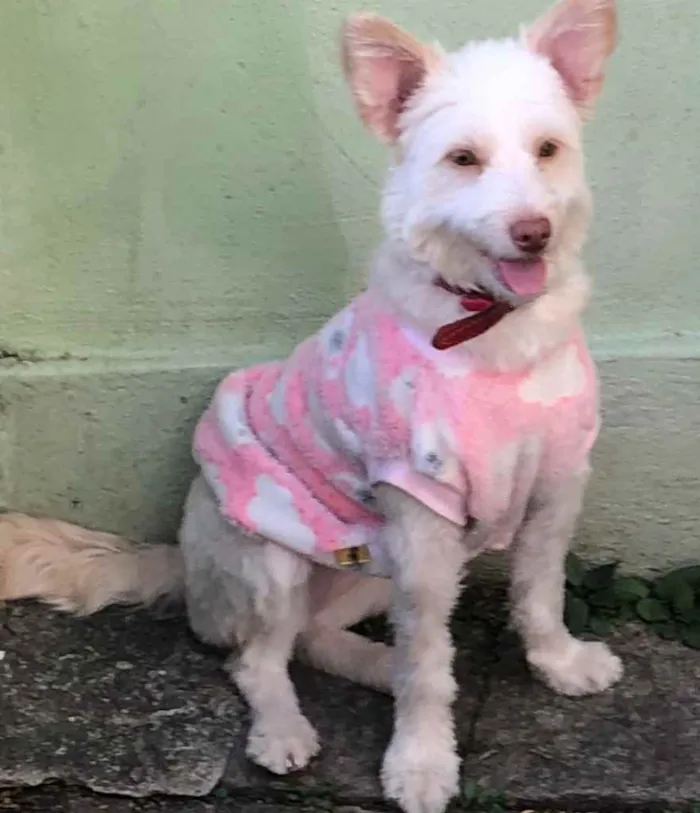 Cachorro ra a indefinida idade 7 a 11 meses nome Malu