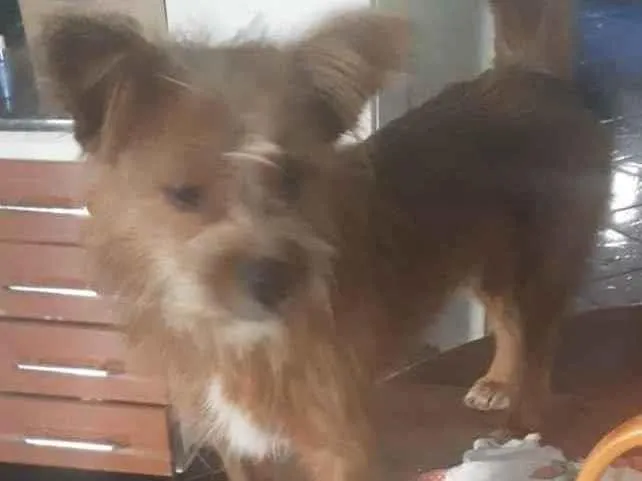 Cachorro raça SRD idade 1 ano nome Sem nome